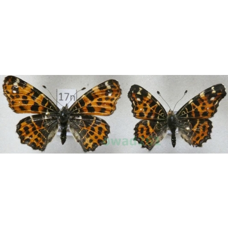 Araschnia levana (Linnaeus, 1758) pair form Rusałka kratkowiec Poland17n